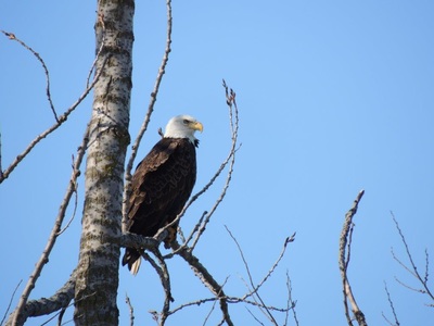 Champaign County Bald Eagle