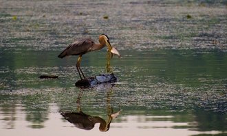 Kiser Lake Great Blue Heron